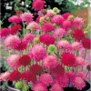 Knautia Pincushion Flower Seeds - Mixed Red, Pink, Lavender - 118 Seeds - Image 1