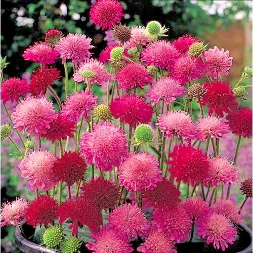 Knautia Pincushion Flower Seeds - Mixed Red, Pink, Lavender - 118 Seeds - Image 1