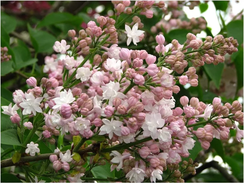 Krasavitsa Moskvy Lilac Bush Live Plant - Syringa Vulgaris 4+ Inches Krasavitsa Moskvy Lilac Bush Live Plant - Syringa Vulgaris 4+ Inches - Image 2