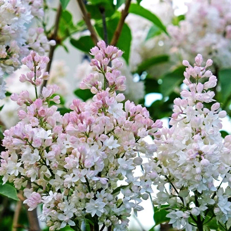 Krasavitsa Moskvy Lilac Bush Live Plant - Syringa Vulgaris 4+ Inches Krasavitsa Moskvy Lilac Bush Live Plant - Syringa Vulgaris 4+ Inches - Image 3