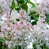 Krasavitsa Moskvy Lilac Bush Live Plant - Syringa Vulgaris 4+ Inches Krasavitsa Moskvy Lilac Bush Live Plant - Syringa Vulgaris 4+ Inches - Image 1