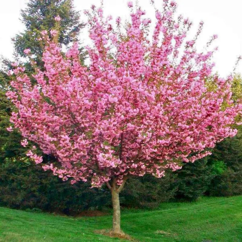 Kwanzan Flowering Cherry Tree Live Plant – 2.5-inch Pot – 1 Year Old – Outdoor Kwanzan Flowering Cherry Tree Live Plant – 2.5-inch Pot – 1 Year Old – Outdoor - Image 2
