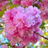 Kwanzan Flowering Cherry Tree Live Plant – 2.5-inch Pot – 1 Year Old – Outdoor - Image 1