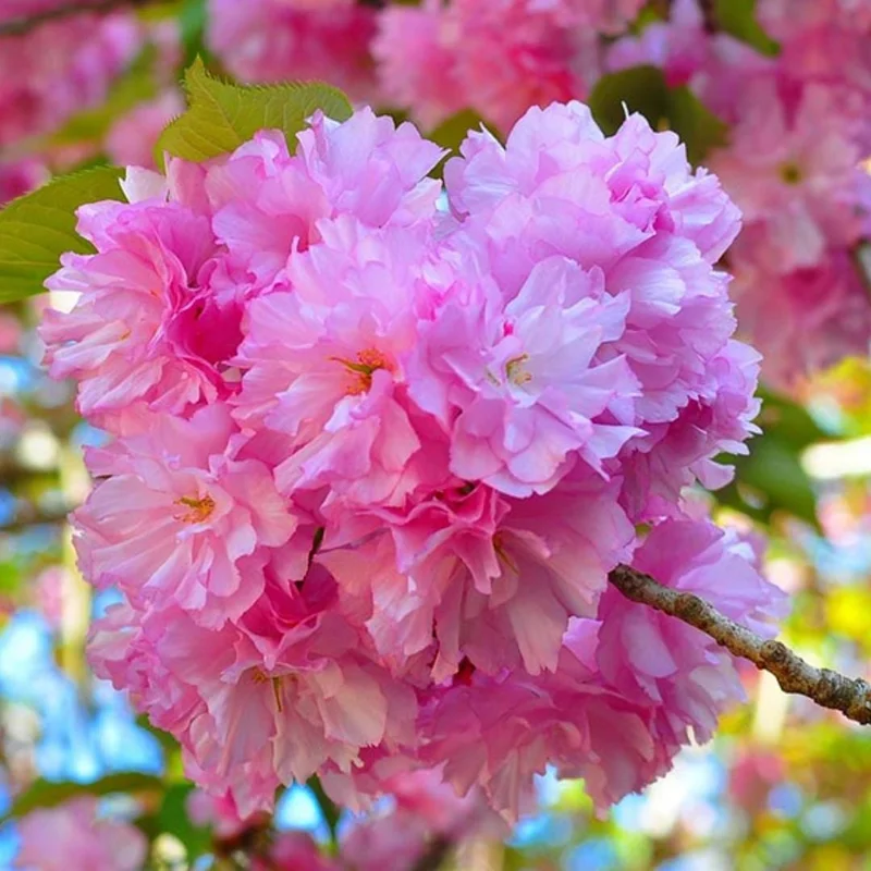 Kwanzan Flowering Cherry Tree Live Plant – 2.5-inch Pot – 1 Year Old – Outdoor Kwanzan Flowering Cherry Tree Live Plant – 2.5-inch Pot – 1 Year Old – Outdoor - Image 1