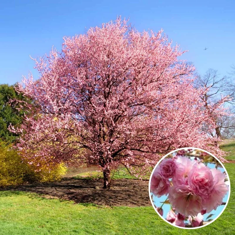 Kwanzan Flowering Cherry Tree Live Plant – 2.5-inch Pot – 1 Year Old – Outdoor Kwanzan Flowering Cherry Tree Live Plant – 2.5-inch Pot – 1 Year Old – Outdoor - Image 4