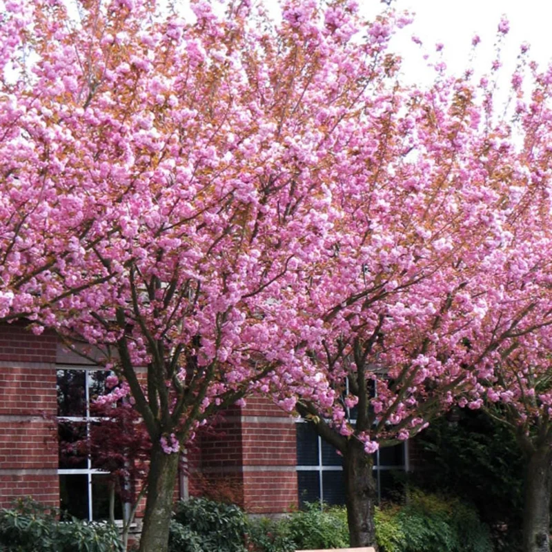 Kwanzan Flowering Cherry Tree Live Plant – 2.5-inch Pot – 1 Year Old – Outdoor Kwanzan Flowering Cherry Tree Live Plant – 2.5-inch Pot – 1 Year Old – Outdoor - Image 5