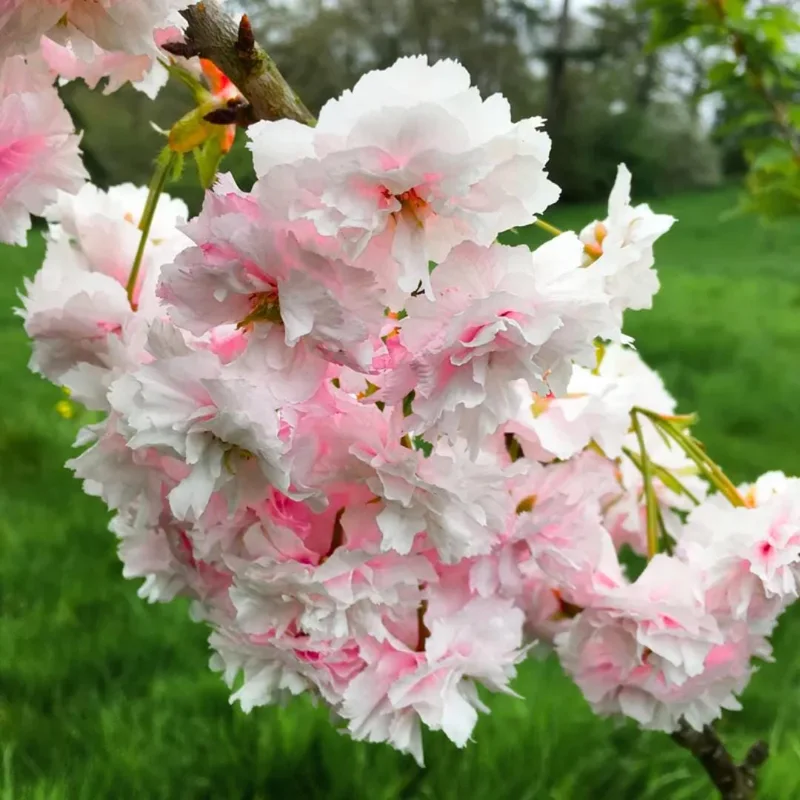 Kwanzan Flowering Cherry Tree Live Plant – 2.5-inch Pot – 1 Year Old – Outdoor Kwanzan Flowering Cherry Tree Live Plant – 2.5-inch Pot – 1 Year Old – Outdoor - Image 6