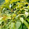 La Giang Sour Creeper Seeds - Edible Climbing Vine - Very Easy to Grow Perennial - Image 1