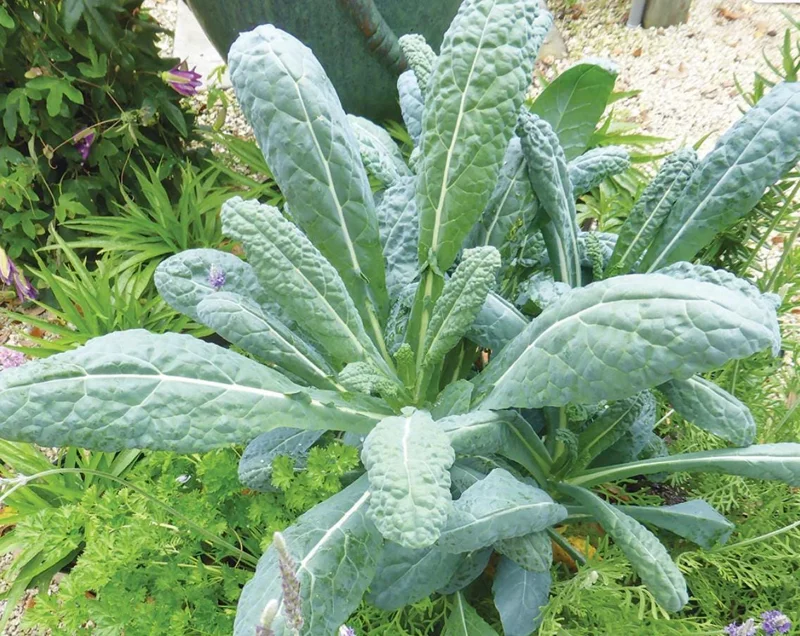 Lacinato Kale Live Plant – Blue Kale – 4 Inch Pot – Vegetable Seedling Lacinato Kale Live Plant – Blue Kale – 4 Inch Pot – Vegetable Seedling - Image 4