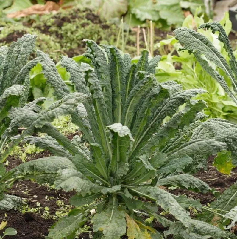 Lacinato Kale Live Plant – Blue Kale – 4 Inch Pot – Vegetable Seedling Lacinato Kale Live Plant – Blue Kale – 4 Inch Pot – Vegetable Seedling - Image 1