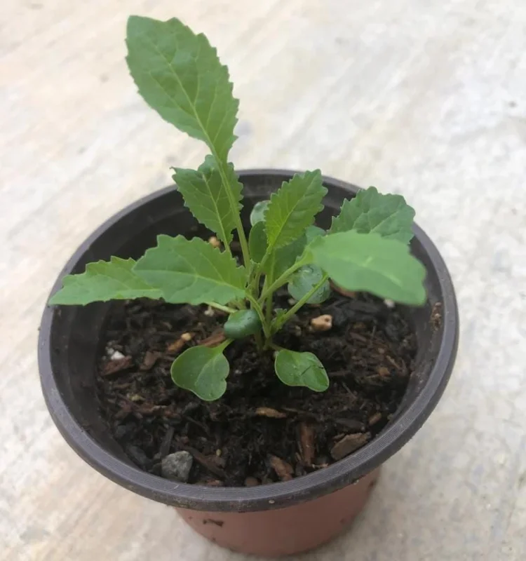 Lacinato Kale Live Plant – Blue Kale – 4 Inch Pot – Vegetable Seedling Lacinato Kale Live Plant – Blue Kale – 4 Inch Pot – Vegetable Seedling - Image 6