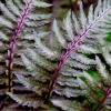 Lady Fern 'Regal Red' 1000 Spores (Seeds) - Cold Hardy Perennial - Image 1