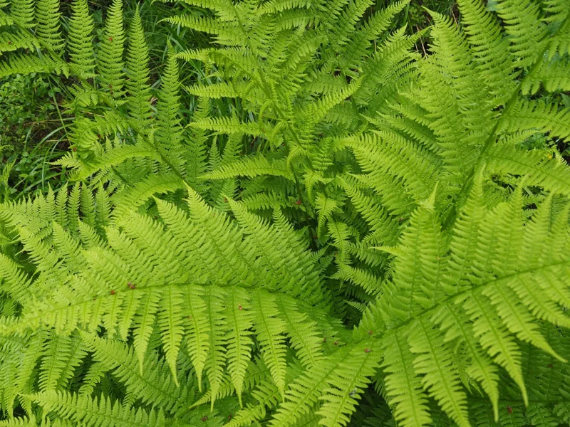 Lady Fern Spores - Athyrium filix-femina Seeds, Cold Hardy, Up To 3' Tall, Outdoor Lady Fern Spores - Athyrium filix-femina Seeds, Cold Hardy, Up To 3' Tall, Outdoor - Image 2
