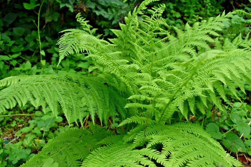 Lady Fern Spores - Athyrium filix-femina Seeds, Cold Hardy, Up To 3' Tall, Outdoor Lady Fern Spores - Athyrium filix-femina Seeds, Cold Hardy, Up To 3' Tall, Outdoor - Image 3