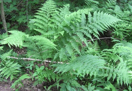 Lady Fern Spores - Athyrium filix-femina Seeds, Cold Hardy, Up To 3' Tall, Outdoor Lady Fern Spores - Athyrium filix-femina Seeds, Cold Hardy, Up To 3' Tall, Outdoor - Image 5