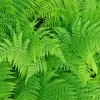 Lady Fern Spores - Athyrium filix-femina Seeds, Cold Hardy, Up To 3' Tall, Outdoor - Image 1