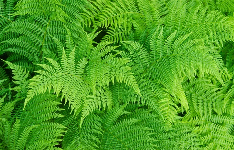 Lady Fern Spores - Athyrium filix-femina Seeds, Cold Hardy, Up To 3' Tall, Outdoor Lady Fern Spores - Athyrium filix-femina Seeds, Cold Hardy, Up To 3' Tall, Outdoor - Image 1
