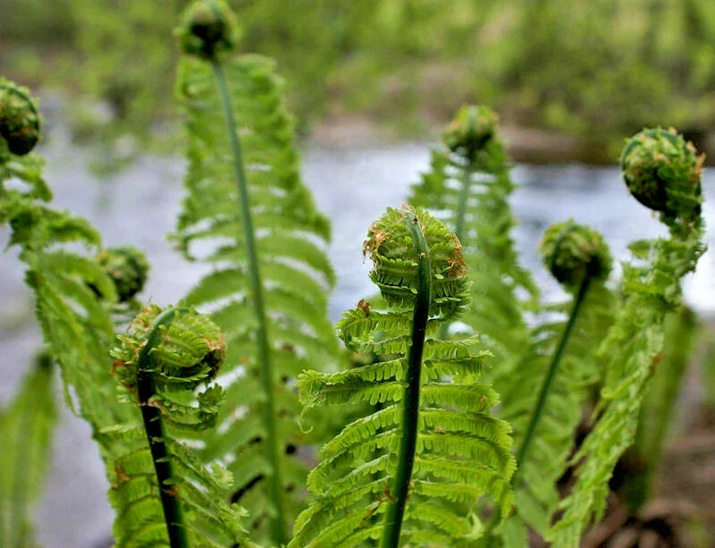 Lady Fern Spores - Athyrium filix-femina Seeds, Cold Hardy, Up To 3' Tall, Outdoor Lady Fern Spores - Athyrium filix-femina Seeds, Cold Hardy, Up To 3' Tall, Outdoor - Image 7