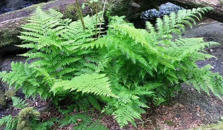 Lady Fern Spores - Athyrium filix-femina Seeds, Cold Hardy, Up To 3' Tall, Outdoor Lady Fern Spores - Athyrium filix-femina Seeds, Cold Hardy, Up To 3' Tall, Outdoor - Image 8