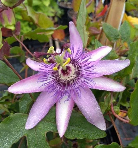 Lady Lavender Passion Flower Live Plant, Purple Bloom Vine, 4-6 Inch Tall Lady Lavender Passion Flower Live Plant, Purple Bloom Vine, 4-6 Inch Tall - Image 2