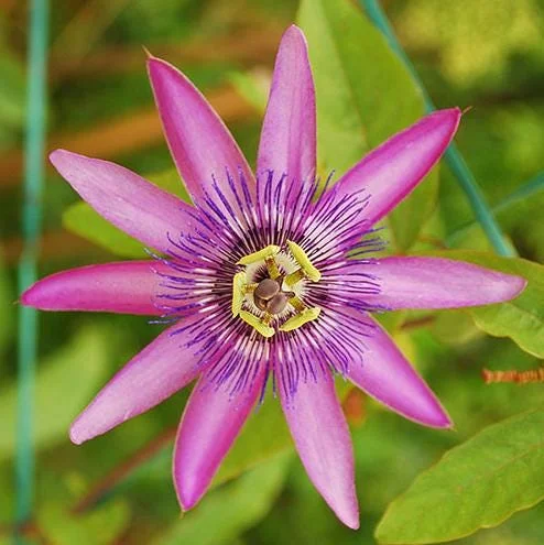 Lady Lavender Passion Flower Live Plant, Purple Bloom Vine, 4-6 Inch Tall Lady Lavender Passion Flower Live Plant, Purple Bloom Vine, 4-6 Inch Tall - Image 3