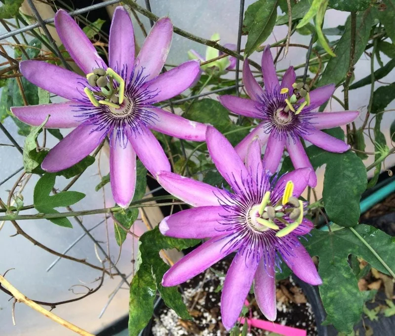 Lady Lavender Passion Flower Live Plant, Purple Bloom Vine, 4-6 Inch Tall Lady Lavender Passion Flower Live Plant, Purple Bloom Vine, 4-6 Inch Tall - Image 5