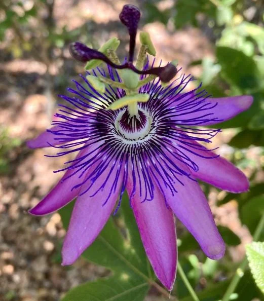 Lady Lavender Passion Flower Live Plant, Purple Bloom Vine, 4-6 Inch Tall Lady Lavender Passion Flower Live Plant, Purple Bloom Vine, 4-6 Inch Tall - Image 6