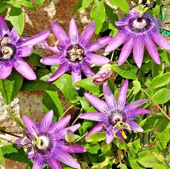 Lady Lavender Passion Flower Live Plant, Purple Bloom Vine, 4-6 Inch Tall Lady Lavender Passion Flower Live Plant, Purple Bloom Vine, 4-6 Inch Tall - Image 1