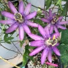 Lady Lavender Passionflower Vine Live Plant – 6-8 Inch Tall Flowering Climber Lady Lavender Passionflower Vine Live Plant – 6-8 Inch Tall Flowering Climber - Image 1