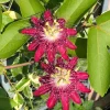 Lady Margaret Passionflower Live Plant - 6-8 Inch Climbing Vine, Outdoor Flowering Vine Lady Margaret Passionflower Live Plant - 6-8 Inch Climbing Vine, Outdoor Flowering Vine - Image 1