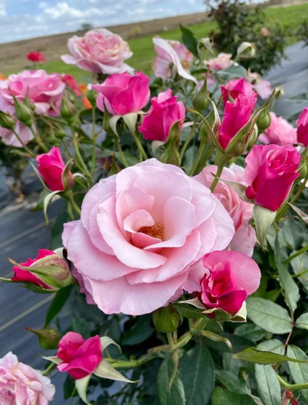 Lady of Guadalupe Rose Bush Live Plant, 5–9 Inch Tall, Fragrant Pink Blooms, Outdoor Lady of Guadalupe Rose Bush Live Plant, 5–9 Inch Tall, Fragrant Pink Blooms, Outdoor - Image 2