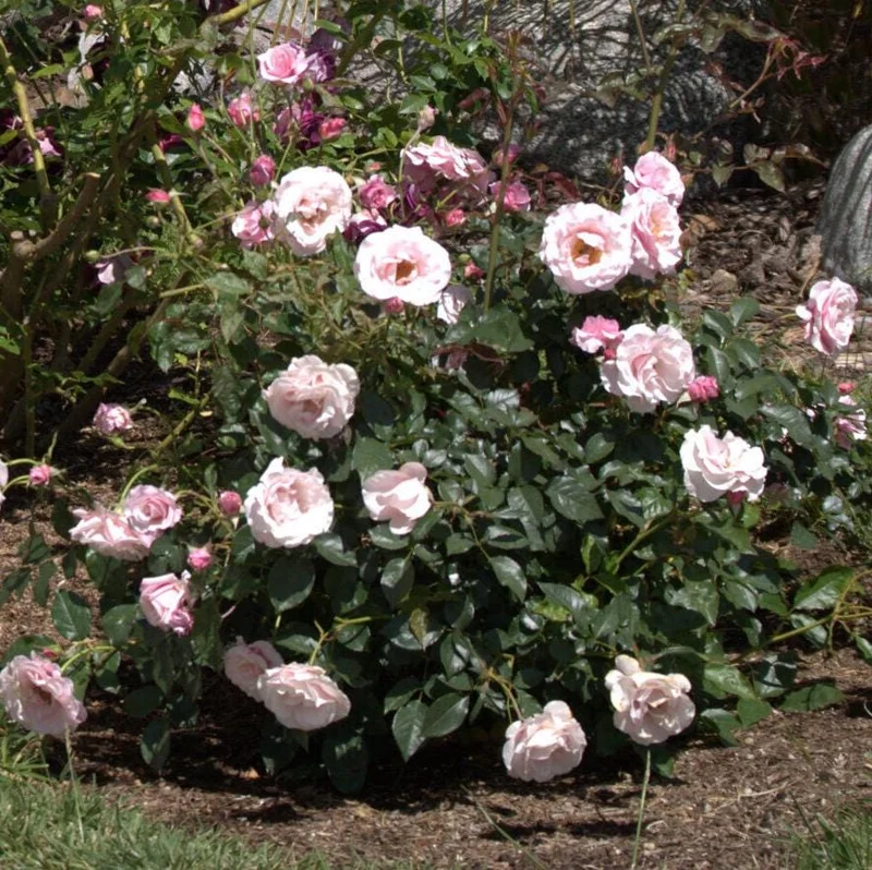 Lady of Guadalupe Rose Bush Live Plant, 5–9 Inch Tall, Fragrant Pink Blooms, Outdoor Lady of Guadalupe Rose Bush Live Plant, 5–9 Inch Tall, Fragrant Pink Blooms, Outdoor - Image 3