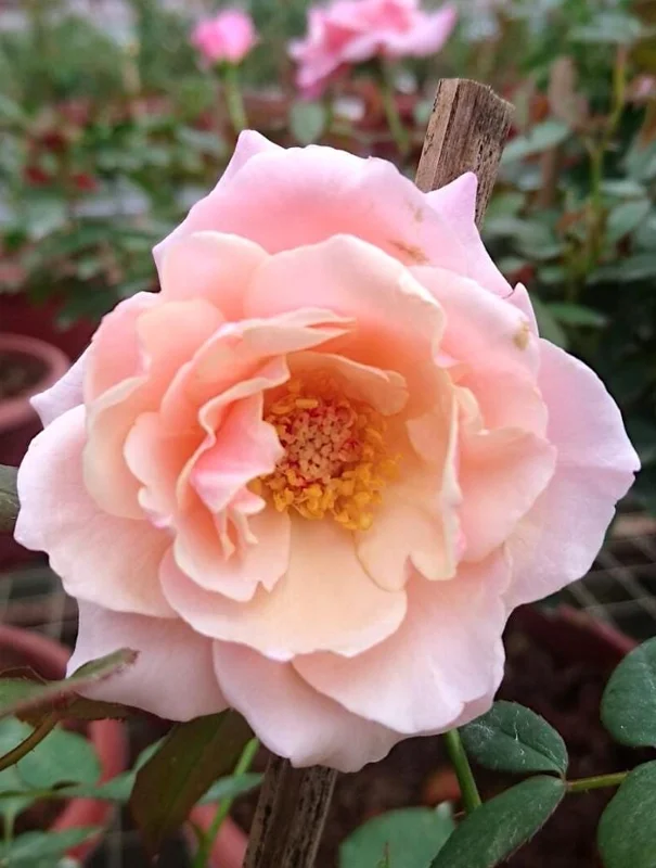 Lady of Guadalupe Rose Bush Live Plant, 5–9 Inch Tall, Fragrant Pink Blooms, Outdoor Lady of Guadalupe Rose Bush Live Plant, 5–9 Inch Tall, Fragrant Pink Blooms, Outdoor - Image 4