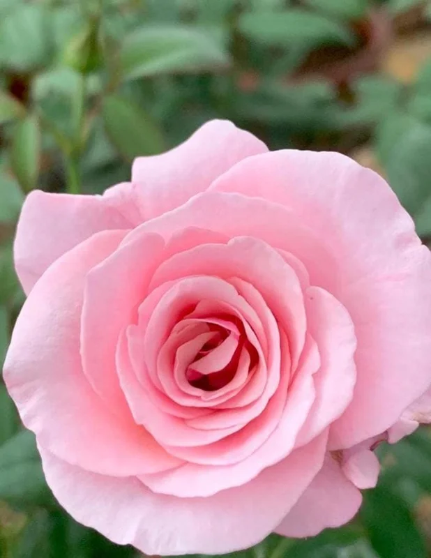Lady of Guadalupe Rose Bush Live Plant, 5–9 Inch Tall, Fragrant Pink Blooms, Outdoor Lady of Guadalupe Rose Bush Live Plant, 5–9 Inch Tall, Fragrant Pink Blooms, Outdoor - Image 5