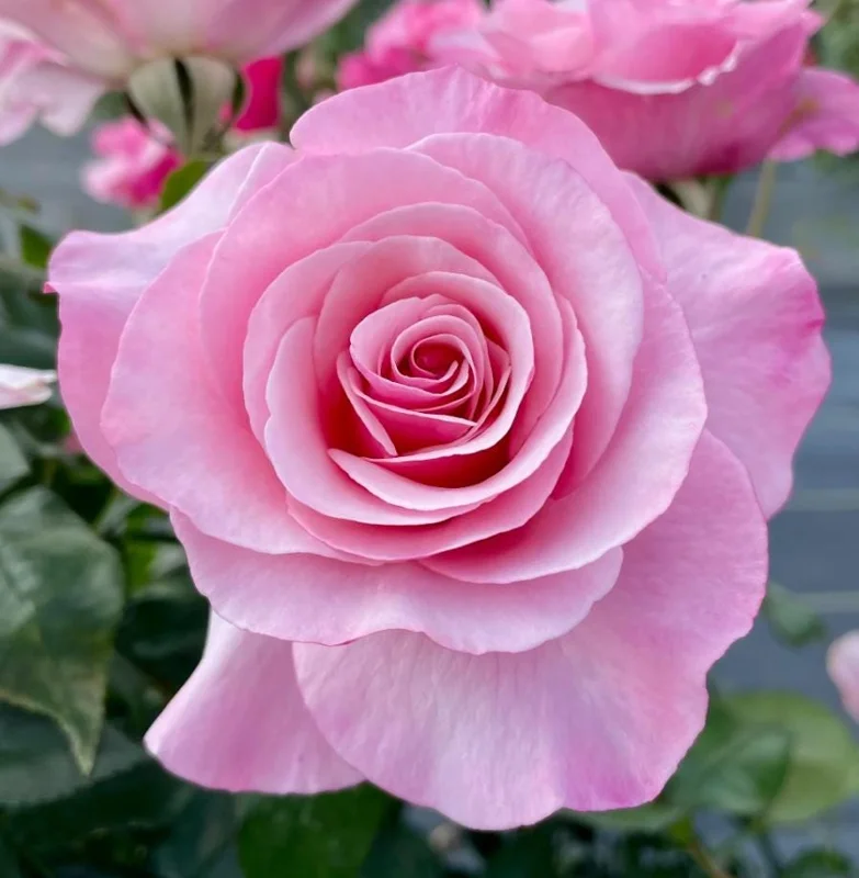 Lady of Guadalupe Rose Bush Live Plant, 5–9 Inch Tall, Fragrant Pink Blooms, Outdoor Lady of Guadalupe Rose Bush Live Plant, 5–9 Inch Tall, Fragrant Pink Blooms, Outdoor - Image 6