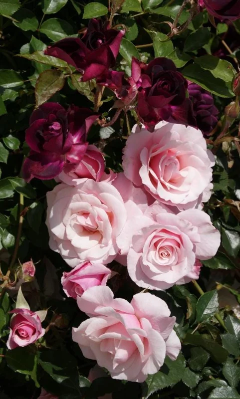 Lady of Guadalupe Rose Bush Live Plant, 5–9 Inch Tall, Fragrant Pink Blooms, Outdoor Lady of Guadalupe Rose Bush Live Plant, 5–9 Inch Tall, Fragrant Pink Blooms, Outdoor - Image 7