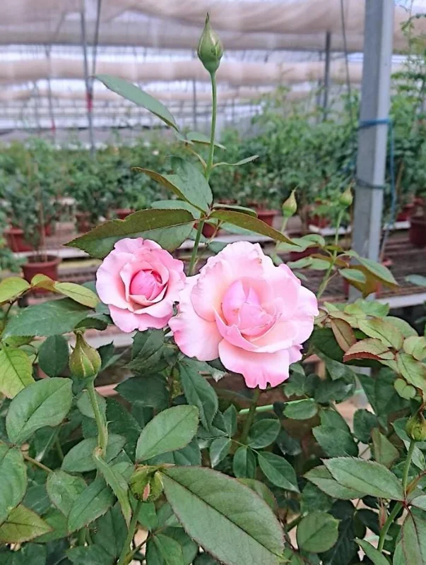 Lady of Guadalupe Rose Bush Live Plant, 5–9 Inch Tall, Fragrant Pink Blooms, Outdoor Lady of Guadalupe Rose Bush Live Plant, 5–9 Inch Tall, Fragrant Pink Blooms, Outdoor - Image 8
