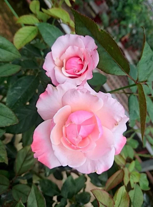 Lady of Guadalupe Rose Bush Live Plant, 5–9 Inch Tall, Fragrant Pink Blooms, Outdoor Lady of Guadalupe Rose Bush Live Plant, 5–9 Inch Tall, Fragrant Pink Blooms, Outdoor - Image 9