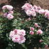 Lady of Guadalupe Rose Bush Live Plant, 5–9 Inch Tall, Fragrant Pink Blooms, Outdoor - Image 1