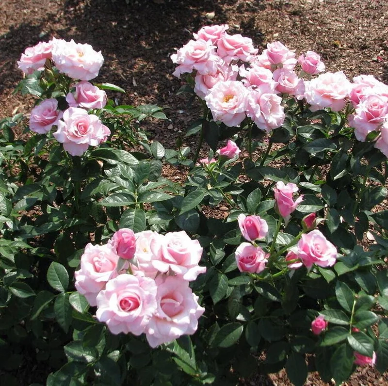 Lady of Guadalupe Rose Bush Live Plant, 5–9 Inch Tall, Fragrant Pink Blooms, Outdoor Lady of Guadalupe Rose Bush Live Plant, 5–9 Inch Tall, Fragrant Pink Blooms, Outdoor - Image 1