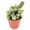 Ladyfinger Cactus Live Plant - Mammillaria Elongata Cactus Cluster - 4 inch Pot - Image 1
