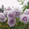 Lagerfeld Rose Bush Live Plant - Fragrant Lavender Hybrid Tea - 4-7 Inch Tall Lagerfeld Rose Bush Live Plant - Fragrant Lavender Hybrid Tea - 4-7 Inch Tall - Image 1