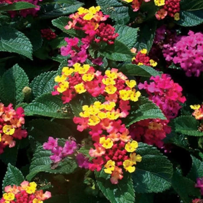 Lantana 'Anne Marie' Live Plant - Set of 2, 4-6" Tall, Bare Root, Outdoor Flowering Lantana 'Anne Marie' Live Plant - Set of 2, 4-6" Tall, Bare Root, Outdoor Flowering - Image 2