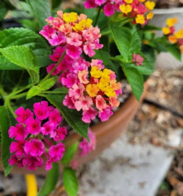 Lantana 'Anne Marie' Live Plant - Set of 2, 4-6" Tall, Bare Root, Outdoor Flowering Lantana 'Anne Marie' Live Plant - Set of 2, 4-6" Tall, Bare Root, Outdoor Flowering - Image 3