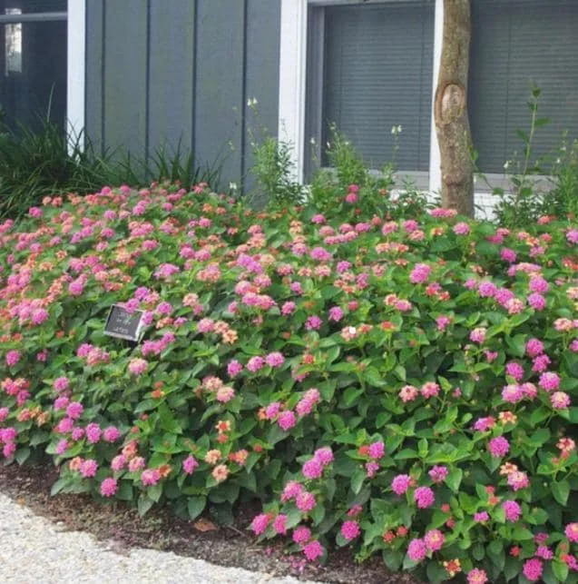 Lantana 'Anne Marie' Live Plant - Set of 2, 4-6" Tall, Bare Root, Outdoor Flowering Lantana 'Anne Marie' Live Plant - Set of 2, 4-6" Tall, Bare Root, Outdoor Flowering - Image 4