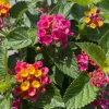 Lantana 'Anne Marie' Live Plant - Set of 2, 4-6" Tall, Bare Root, Outdoor Flowering - Image 1