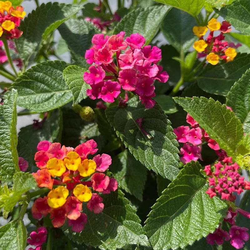 Lantana 'Anne Marie' Live Plant - Set of 2, 4-6" Tall, Bare Root, Outdoor Flowering Lantana 'Anne Marie' Live Plant - Set of 2, 4-6" Tall, Bare Root, Outdoor Flowering - Image 1