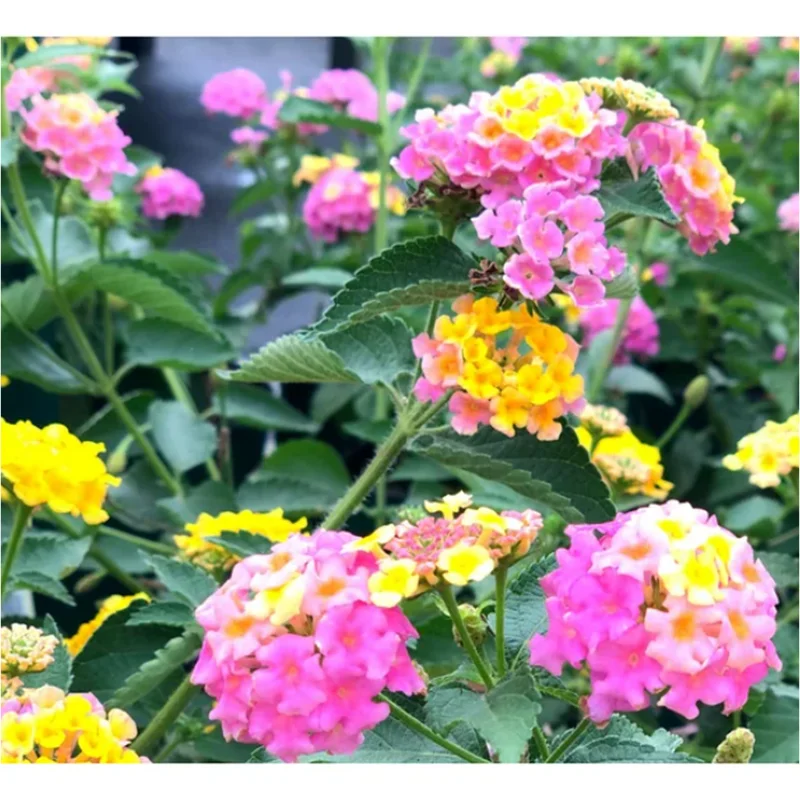 Lantana Anne Marie Live Plants, Bicolor Perennial Flowering Shrub, 2-Pack, 4-6 Inch Tall - Image 2