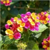 Lantana Anne Marie Live Plants, Bicolor Perennial Flowering Shrub, 2-Pack, 4-6 Inch Tall Lantana Anne Marie Live Plants, Bicolor Perennial Flowering Shrub, 2-Pack, 4-6 Inch Tall - Image 1