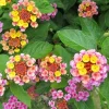 Lantana Chapel Hill Pink Huff Live Plant – Cold-Hardy Perennial – 3-5 Inch Tall Starter Plant – Outdoor Groundcover - Image 1